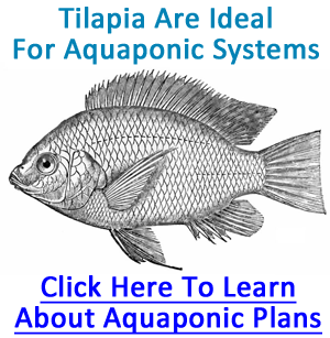 Tilapia Aquaponics